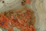Polished Devil's Red Agate - TeePee Canyon, South Dakota #373446-1